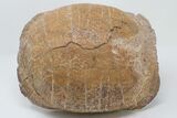 Inflated Fossil Tortoise (Stylemys) - South Dakota #197385-4